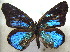  ( - MLIB-1903)  @13 [ ] CreativeCommons - Attribution (2016) Michel Libert Centre for Biodiversity Genomics