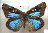  (Cerautola ceraunia - MLIB-1904)  @14 [ ] CreativeCommons - Attribution (2016) Michel Libert Centre for Biodiversity Genomics