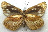  ( - MLIB-1904)  @12 [ ] CreativeCommons - Attribution (2016) Michel Libert Centre for Biodiversity Genomics