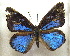  ( - MLIB-1905)  @12 [ ] CreativeCommons - Attribution (2016) Michel Libert Centre for Biodiversity Genomics