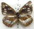 ( - MLIB-1905)  @12 [ ] CreativeCommons - Attribution (2016) Michel Libert Centre for Biodiversity Genomics