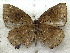  ( - MLIB-1916)  @13 [ ] CreativeCommons - Attribution (2016) Michel Libert Centre for Biodiversity Genomics
