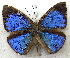  (Stempfferia insulana - MLIB-1917)  @14 [ ] CreativeCommons - Attribution (2016) Michel Libert Centre for Biodiversity Genomics