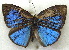  ( - MLIB-1918)  @12 [ ] CreativeCommons - Attribution (2016) Michel Libert Centre for Biodiversity Genomics