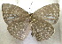  ( - MLIB-1918)  @12 [ ] CreativeCommons - Attribution (2016) Michel Libert Centre for Biodiversity Genomics