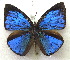  ( - MLIB-1919)  @14 [ ] CreativeCommons - Attribution (2016) Michel Libert Centre for Biodiversity Genomics