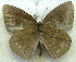  ( - MLIB-1931)  @11 [ ] CreativeCommons - Attribution (2016) Michel Libert Centre for Biodiversity Genomics