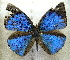  (Stempfferia versicolor intermedia - MLIB-1935)  @13 [ ] CreativeCommons - Attribution (2016) Michel Libert Centre for Biodiversity Genomics