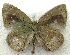  ( - MLIB-1950)  @12 [ ] CreativeCommons - Attribution (2016) Michel Libert Centre for Biodiversity Genomics