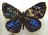 ( - MLIB-1965)  @12 [ ] CreativeCommons - Attribution (2016) Michel Libert Centre for Biodiversity Genomics