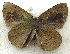  ( - MLIB-1965)  @12 [ ] CreativeCommons - Attribution (2016) Michel Libert Centre for Biodiversity Genomics