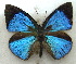  ( - MLIB-1971)  @13 [ ] CreativeCommons - Attribution (2016) Michel Libert Centre for Biodiversity Genomics