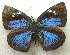  ( - MLIB-1977)  @14 [ ] CreativeCommons - Attribution (2016) Michel Libert Centre for Biodiversity Genomics