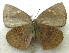  (Stempfferia michelae - MLIB-1977)  @14 [ ] CreativeCommons - Attribution (2016) Michel Libert Centre for Biodiversity Genomics