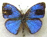  (Stempfferia gordoni - MLIB-1980)  @14 [ ] CreativeCommons - Attribution (2016) Michel Libert Centre for Biodiversity Genomics