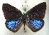  ( - MLIB-1986)  @13 [ ] CreativeCommons - Attribution (2016) Michel Libert Centre for Biodiversity Genomics