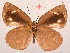  ( - MLIB-2031)  @13 [ ] CreativeCommons - Attribution Non-Commercial Share-Alike (2017) Michel Libert Centre for Biodiversity Genomics