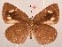  ( - MLIB-2032)  @13 [ ] CreativeCommons - Attribution Non-Commercial Share-Alike (2017) Michel Libert Centre for Biodiversity Genomics