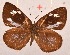  ( - MLIB-2033)  @13 [ ] CreativeCommons - Attribution Non-Commercial Share-Alike (2017) Michel Libert Centre for Biodiversity Genomics