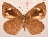  ( - MLIB-2033)  @13 [ ] CreativeCommons - Attribution Non-Commercial Share-Alike (2017) Michel Libert Centre for Biodiversity Genomics