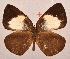  ( - MLIB-2065)  @13 [ ] CreativeCommons - Attribution Non-Commercial Share-Alike (2017) Michel Libert Centre for Biodiversity Genomics