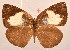 ( - MLIB-2073)  @13 [ ] CreativeCommons - Attribution Non-Commercial Share-Alike (2017) Michel Libert Centre for Biodiversity Genomics
