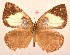  ( - MLIB-2075)  @13 [ ] CreativeCommons - Attribution Non-Commercial Share-Alike (2017) Michel Libert Centre for Biodiversity Genomics