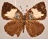  ( - MLIB-2078)  @14 [ ] CreativeCommons - Attribution Non-Commercial Share-Alike (2017) Michel Libert Centre for Biodiversity Genomics