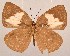 ( - MLIB-2078)  @13 [ ] CreativeCommons - Attribution Non-Commercial Share-Alike (2017) Michel Libert Centre for Biodiversity Genomics