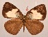  ( - MLIB-2080)  @11 [ ] CreativeCommons - Attribution Non-Commercial Share-Alike (2017) Michel Libert Centre for Biodiversity Genomics