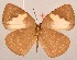  ( - MLIB-2080)  @11 [ ] CreativeCommons - Attribution Non-Commercial Share-Alike (2017) Michel Libert Centre for Biodiversity Genomics
