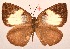  ( - MLIB-2081)  @11 [ ] CreativeCommons - Attribution Non-Commercial Share-Alike (2017) Michel Libert Centre for Biodiversity Genomics