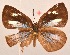  ( - MLIB-2085)  @12 [ ] CreativeCommons - Attribution Non-Commercial Share-Alike (2017) Michel Libert Centre for Biodiversity Genomics