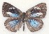  ( - MLIB-2102)  @12 [ ] CreativeCommons - Attribution Non-Commercial Share-Alike (2017) Michel Libert Centre for Biodiversity Genomics