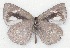  ( - MLIB-2102)  @12 [ ] CreativeCommons - Attribution Non-Commercial Share-Alike (2017) Michel Libert Centre for Biodiversity Genomics