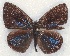  ( - MLIB-2118)  @13 [ ] CreativeCommons - Attribution Non-Commercial Share-Alike (2017) Michel Libert Centre for Biodiversity Genomics
