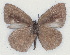  ( - MLIB-2118)  @13 [ ] CreativeCommons - Attribution Non-Commercial Share-Alike (2017) Michel Libert Centre for Biodiversity Genomics