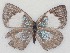  ( - MLIB-2125)  @14 [ ] CreativeCommons - Attribution Non-Commercial Share-Alike (2017) Michel Libert Centre for Biodiversity Genomics