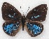  ( - MLIB-2145)  @13 [ ] CreativeCommons - Attribution Non-Commercial Share-Alike (2017) Michel Libert Centre for Biodiversity Genomics