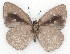  ( - MLIB-2145)  @12 [ ] CreativeCommons - Attribution Non-Commercial Share-Alike (2017) Michel Libert Centre for Biodiversity Genomics