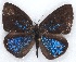  ( - MLIB-2146)  @13 [ ] CreativeCommons - Attribution Non-Commercial Share-Alike (2017) Michel Libert Centre for Biodiversity Genomics