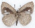  (Cephetola marginalis marginalis - MLIB-2150)  @14 [ ] CreativeCommons - Attribution Non-Commercial Share-Alike (2017) Michel Libert Centre for Biodiversity Genomics