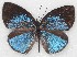 (Stempfferia cinerea - MLIB-2160)  @14 [ ] CreativeCommons - Attribution Non-Commercial Share-Alike (2017) Michel Libert Centre for Biodiversity Genomics