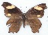  ( - MLIB-2172)  @12 [ ] CreativeCommons - Attribution Non-Commercial Share-Alike (2017) Michel Libert Centre for Biodiversity Genomics