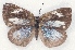  ( - MLIB-2183)  @12 [ ] CreativeCommons - Attribution Non-Commercial Share-Alike (2017) Michel Libert Centre for Biodiversity Genomics