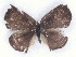  ( - MLIB-2303)  @11 [ ] CreativeCommons - Attribution Non-Commercial Share-Alike (2018) Michel Libert Centre for Biodiversity Genomics