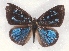  ( - MLIB-2307)  @11 [ ] CreativeCommons - Attribution Non-Commercial Share-Alike (2018) Michel Libert Centre for Biodiversity Genomics