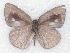  ( - MLIB-2307)  @11 [ ] CreativeCommons - Attribution Non-Commercial Share-Alike (2018) Michel Libert Centre for Biodiversity Genomics