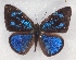  ( - MLIB-2326)  @11 [ ] CreativeCommons - Attribution Non-Commercial Share-Alike (2018) Michel Libert Centre for Biodiversity Genomics