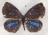  ( - MLIB-2328)  @11 [ ] CreativeCommons - Attribution Non-Commercial Share-Alike (2018) Michel Libert Centre for Biodiversity Genomics
